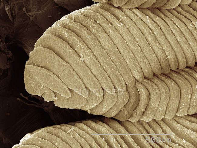 Micrografia eletrônica de varredura colorida de lamelas de camarão em terra — Fotografia de Stock