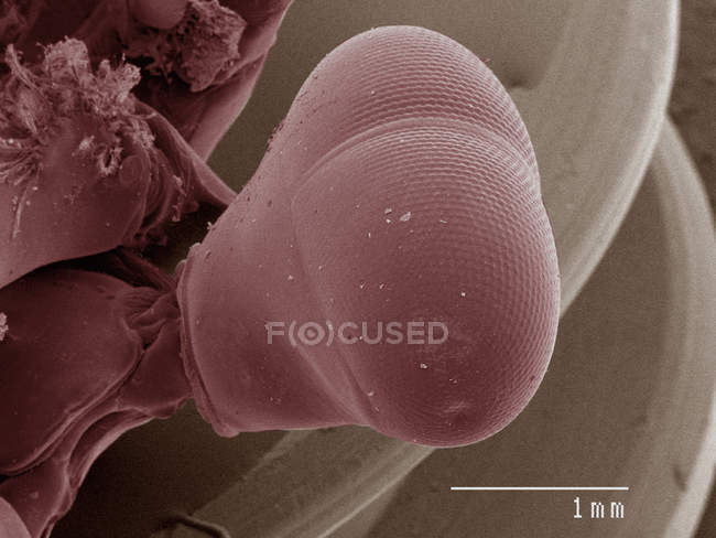 Coloured scanning electron micrograph of mantid shrimp eye — Stock Photo