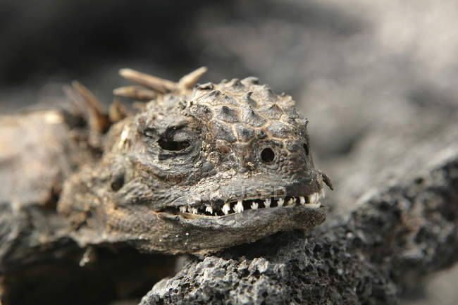 Corpo essiccato di iguana marina, Isole Galapagos, Ecuador — Foto stock