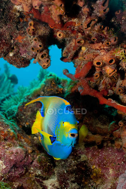 Pez ángel azul nadando en el arrecife de coral - foto de stock