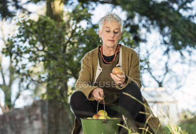 Старша жінка оглядає яблуко з відра — стокове фото