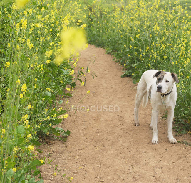 Cane in piedi sul sentiero — Foto stock