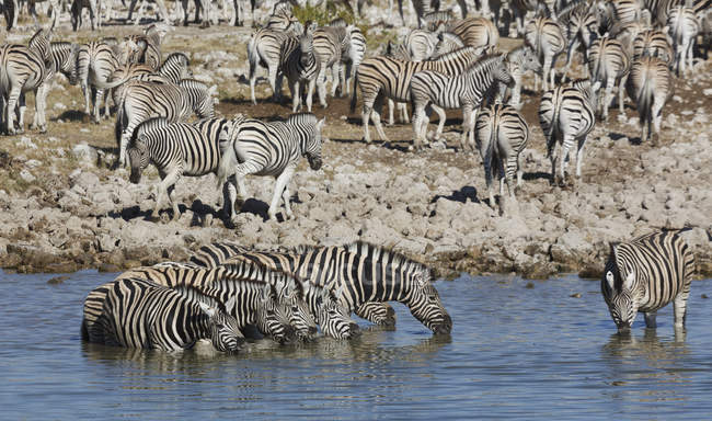 Herd of zebras drinking at waterhole in sunlight — Stock Photo
