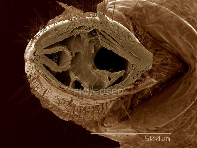 Sezione trasversale della bocca parti di Wheel bug, Arilius sp SEM — Foto stock