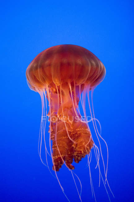 Medusas de ortiga marina en agua azul viva - foto de stock