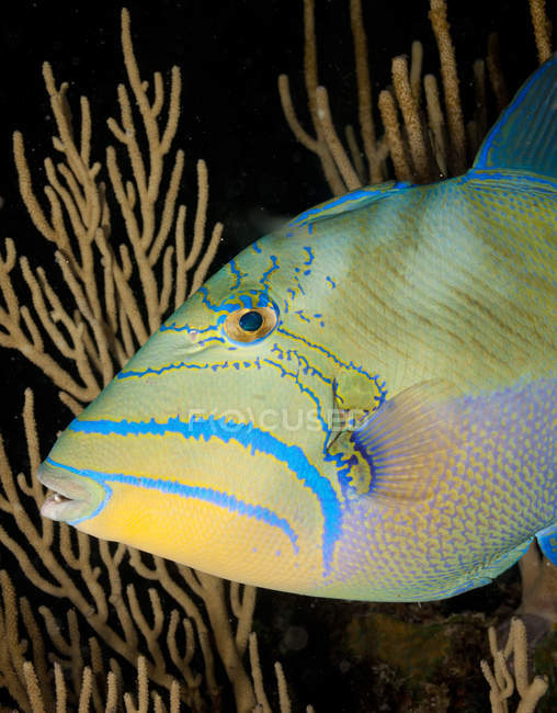 Colorful Queen Triggerfish — Stock Photo