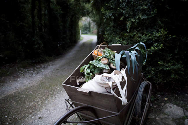 Handcart of freshly picked spring greens and squash vegetables in garden — Stock Photo