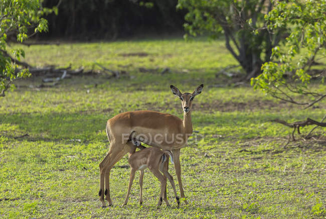 Взрослая самка оленя кормится на зеленом лугу — стоковое фото
