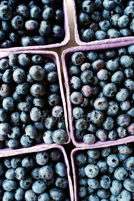 Punnets of blueberries in boxes — Stock Photo