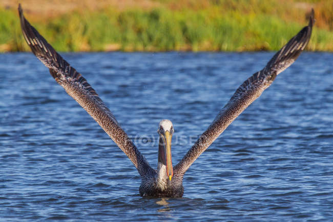 Pelicano marrom na água do rio em luz solar brilhante — Fotografia de Stock