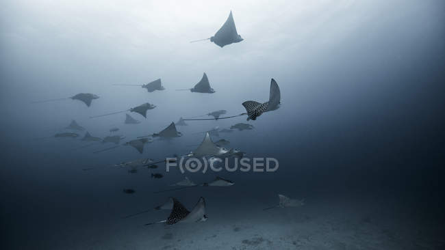 Große Gruppe von Adlerrochen, Unterwasserblick, Cancun, Mexiko — Stockfoto