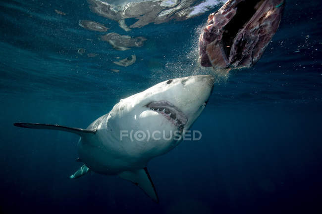 Сердитий Велика біла акула плавання під водою — стокове фото