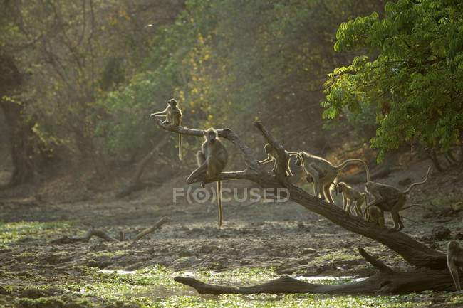 Baboons or Papio cynocephalus ursinus, Mana Pools National Park, Zimbabwe — Stock Photo