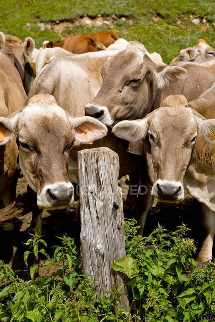 Manada de vacas por poste de madeira à luz do sol — Fotografia de Stock