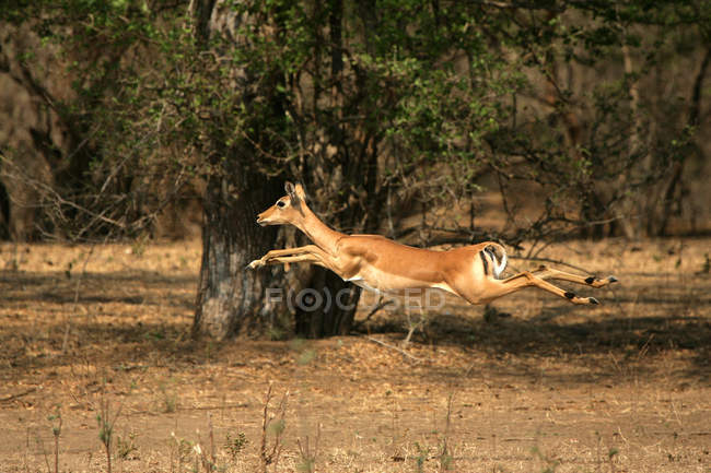 Impala che attraversa la foresta — Foto stock