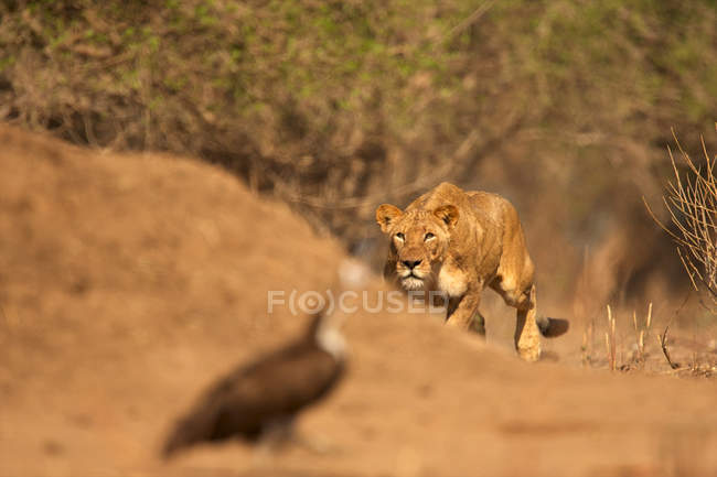 Löwin jagt Vogel — Stockfoto