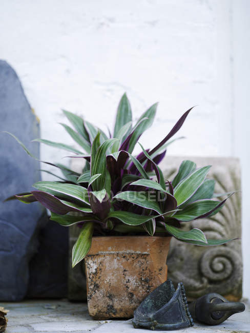 Plante de jardin feuillue dans un pot de plante traditionnel — Photo de stock