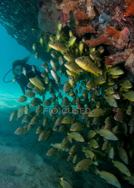 Fotografia subaquática da vida marinha, vista de perto — Fotografia de Stock