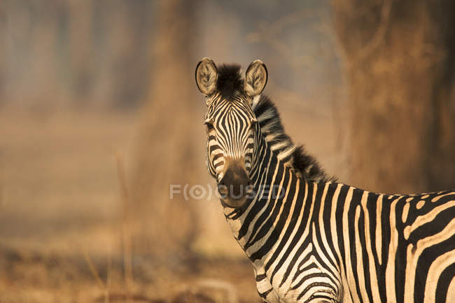 Burchell Zebra en el Parque Nacional Mana Pools, Zimbabue, África - foto de stock