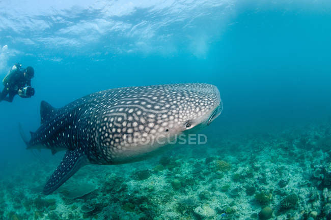 Scuba diver and whale shark — Stock Photo