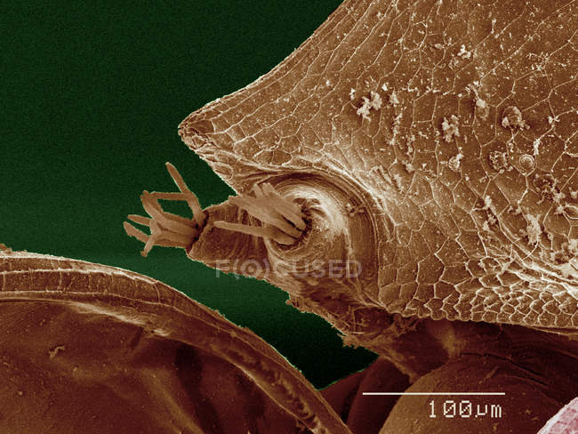 Micrographie électronique à balayage de daphnia sp — Photo de stock