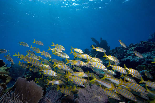 Scolarisation des poissons sur la crête du récif sous l'eau — Photo de stock
