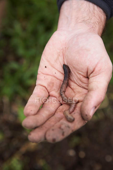 Homem segurando um verme na colocação, close-up vista parcial — Fotografia de Stock