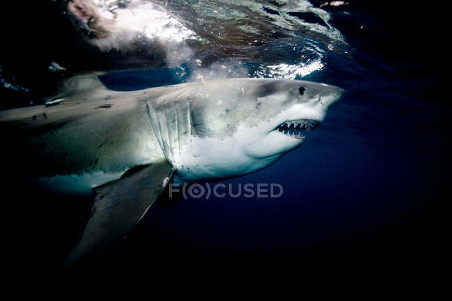 Side view of Great White Shark swimming under water — Stock Photo