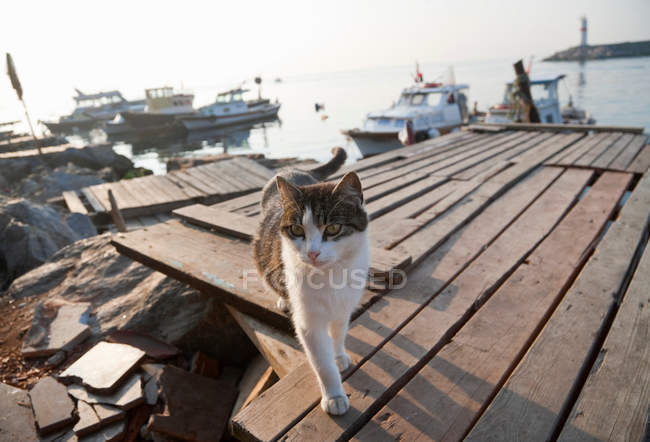 Gatto che cammina su un molo di legno alla luce del sole — Foto stock
