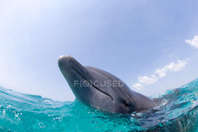 Primer plano de la cabeza del delfín nariz de botella en el agua - foto de stock