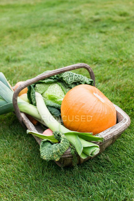 Panier de légumes frais cueillis sur herbe — Photo de stock
