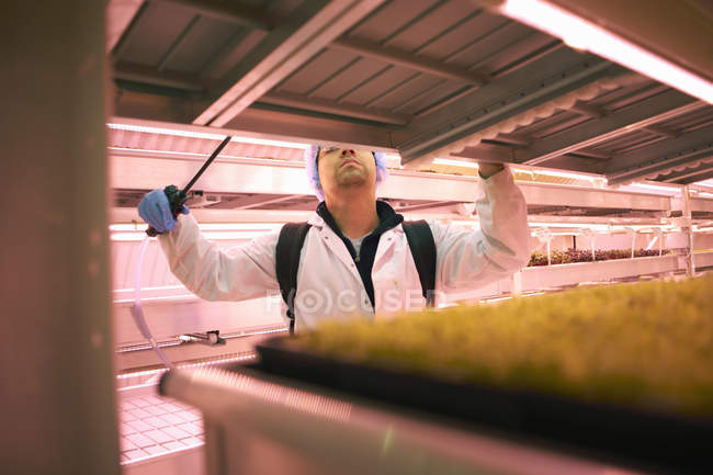 Male worker reaching to spray micro greens in underground tunnel nursery, London, UK — Stock Photo