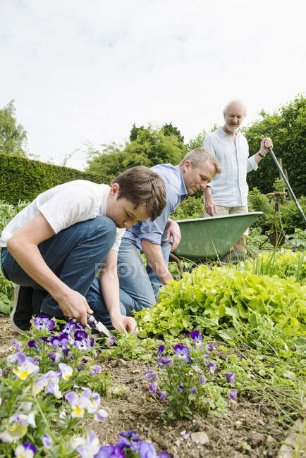 Nonno, padre e figlio giardinaggio — Foto stock