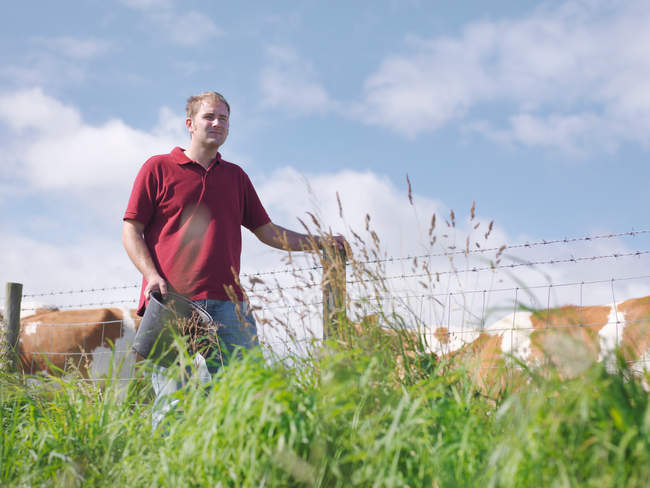 Landwirt mit Guernsey-Kälbern — Stockfoto