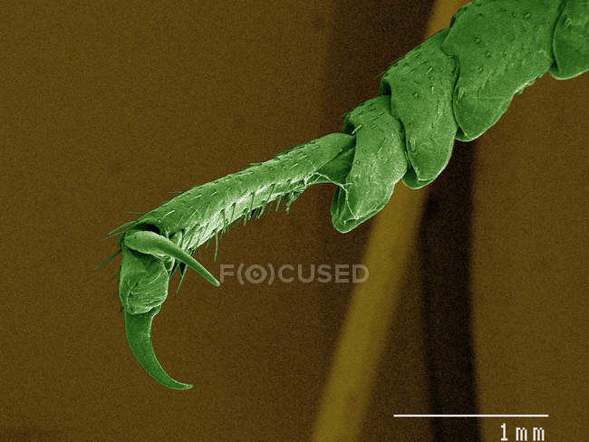 Цветная СЕМ ноги американского таракана — стоковое фото