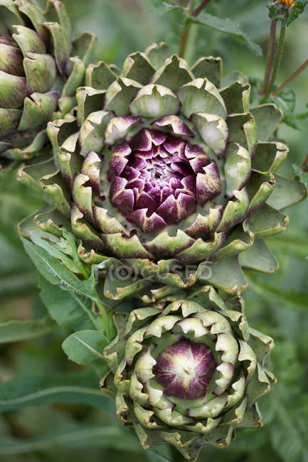 Planta de alcachofa con flores - foto de stock