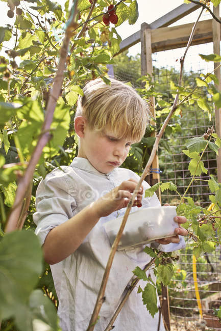 Хлопчик збирає малину в зеленому саду — стокове фото