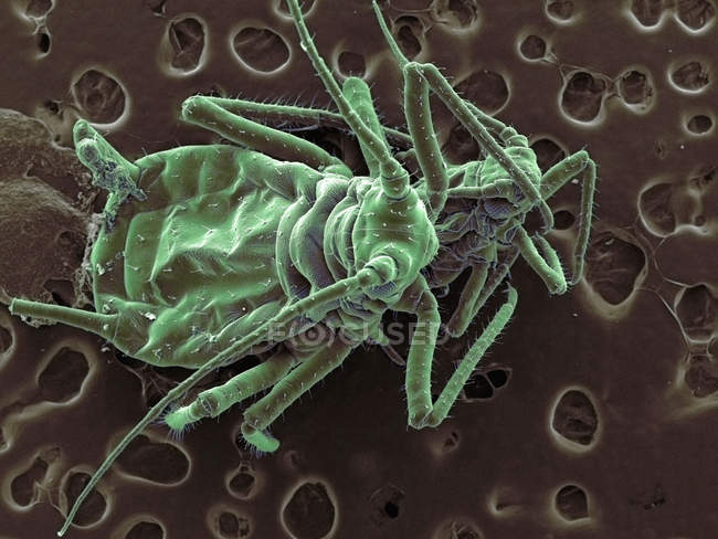 Scanning electron micrograph of plant lice — Stock Photo