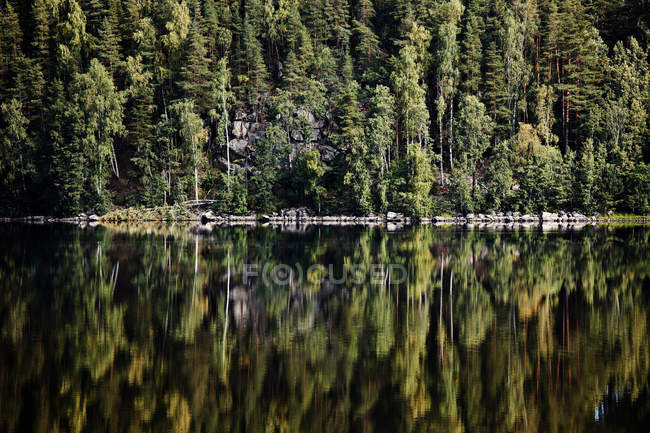 Forêt verte reflétant dans le lac calme — Photo de stock