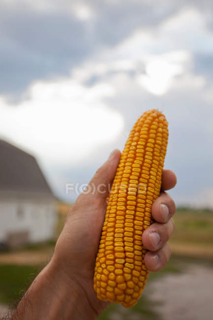 Рука держит ухо кукурузы на открытом воздухе — стоковое фото
