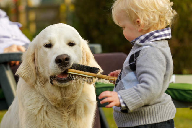 Little boy letting golden retriever chew a brush — Stock Photo