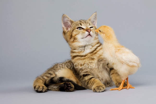 Cute kitten and chick playing together — Stock Photo