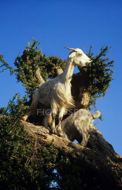 Las cabras sobre el árbol contra el cielo azul, essaouira, morocco - foto de stock