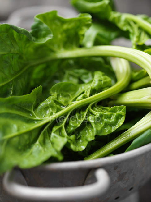 Fresh spinach in colander — Stock Photo