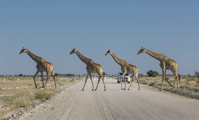 Cuatro jirafas cruzando la carretera con el cielo azul - foto de stock