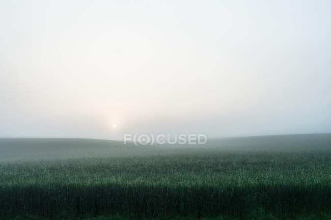 Nebliges Feld aus hohem Gras — Stockfoto