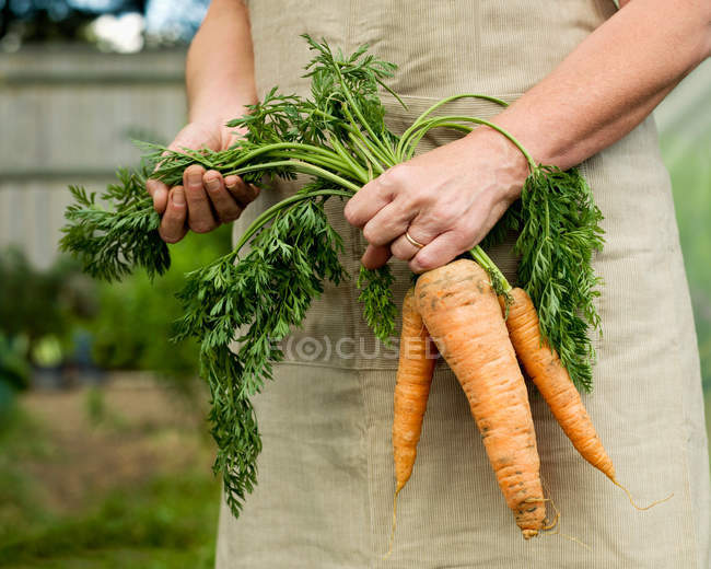 Обрезанный образ женщины, держащей кучу моркови — стоковое фото