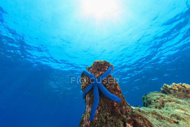 Estrella de mar en el arrecife de coral - foto de stock