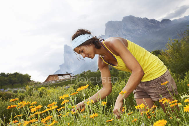 Mujer recogiendo flores en el prado - foto de stock