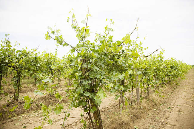 Beautiful green vines growing at vineyard in italy — Stock Photo